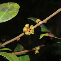 Actinodaphne molochina Nees